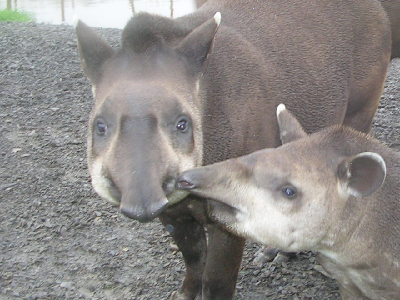 Brazilian Tapirs at Longleat.