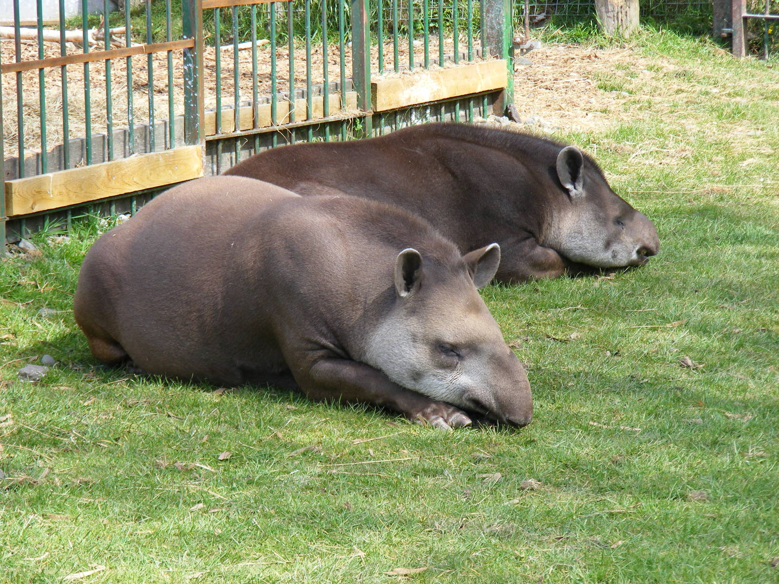 Brazilian tapirs at Trotters World of Animals, 15 May 2010