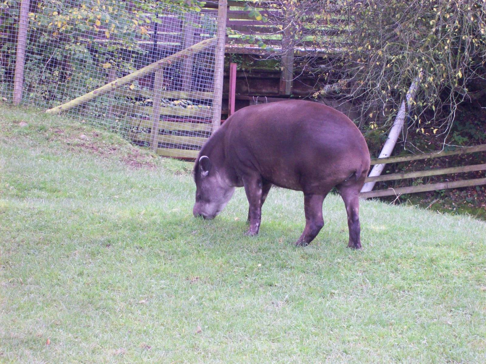 brazilian tapirs at trotters world of animals