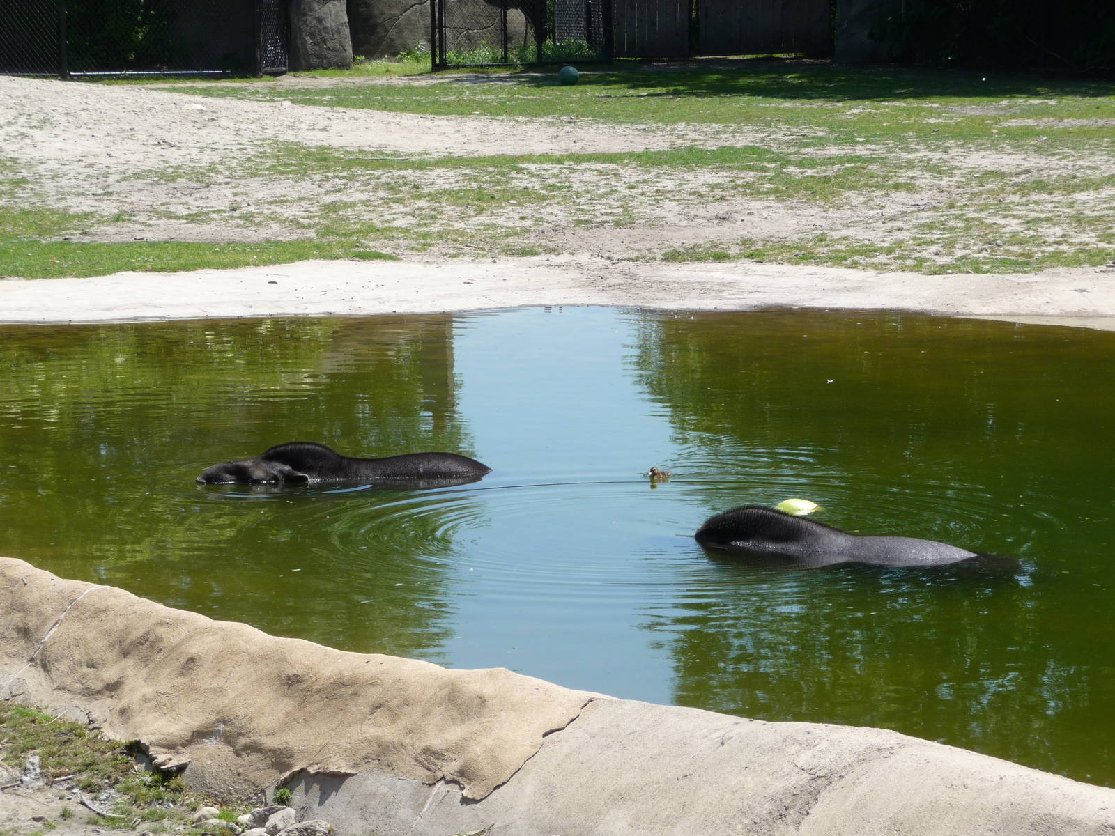 Brazilian Tapirs - Detroit Zoo