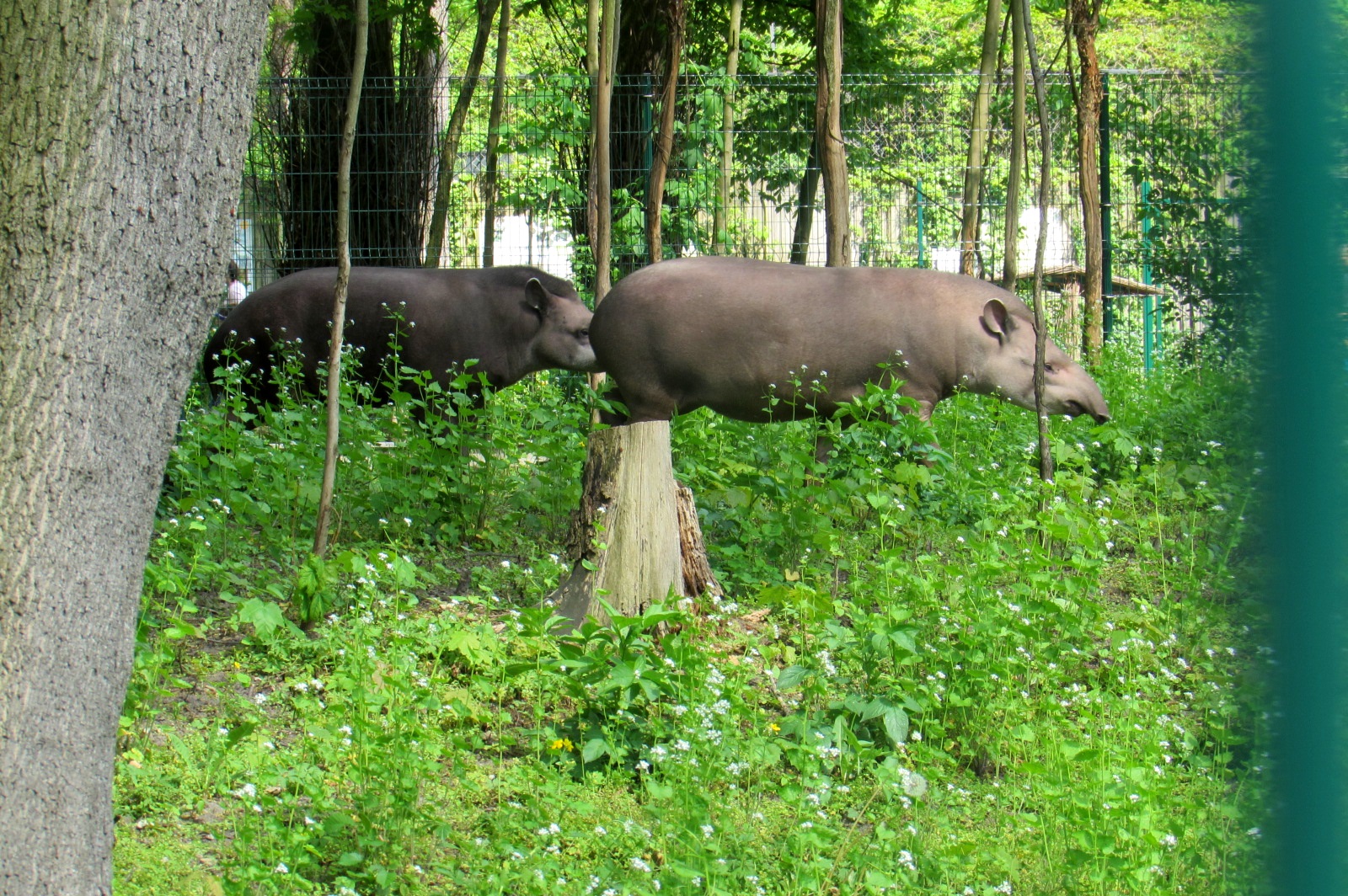 Brazilian Tapirs in the forest - 05/2015