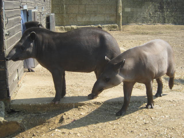 Brazilian Tapirs pair 2016