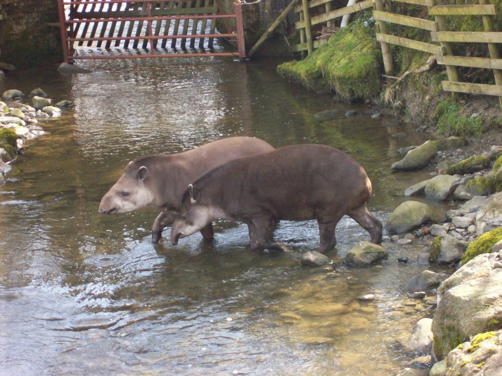 brazilian tapirs rio & muffin at trotters world of animals