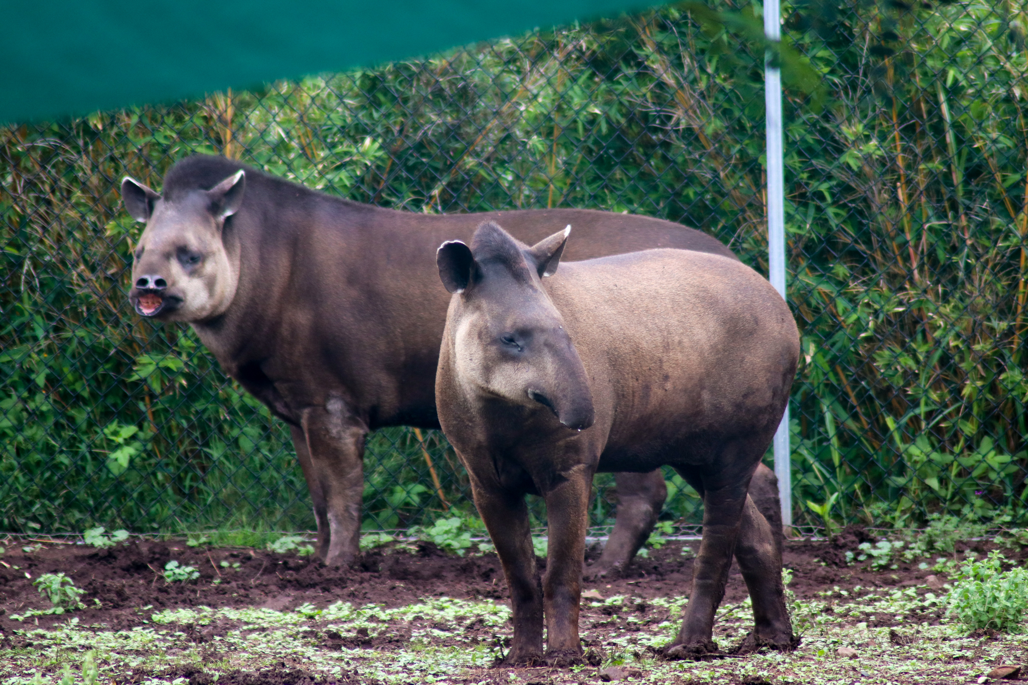 Brazilian Tapirs (Tapirus terrestris) - February 2020