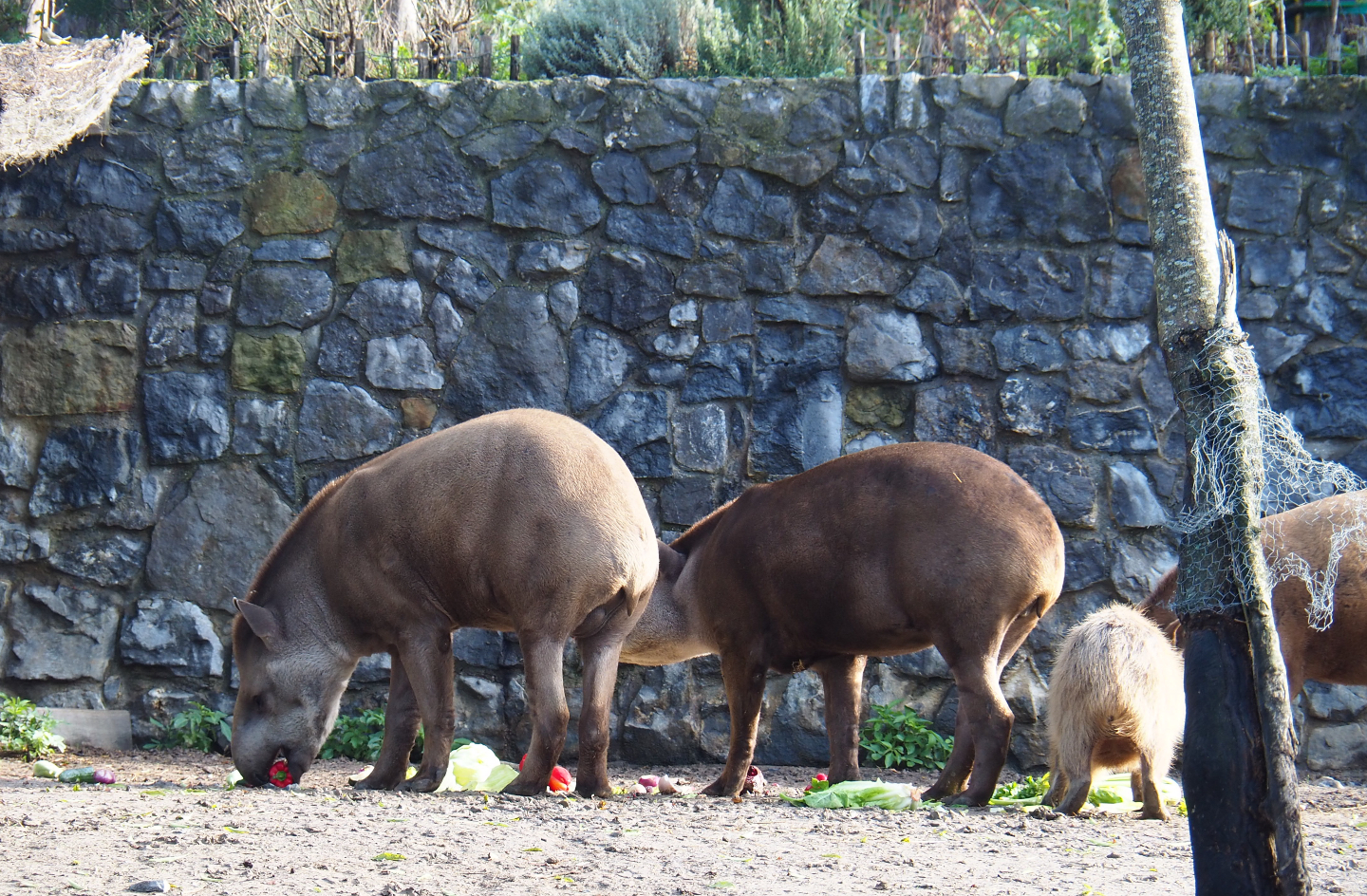 Brazilian tapirs (Tapirus terrestris) feeding on vegetables, 2019-10-04