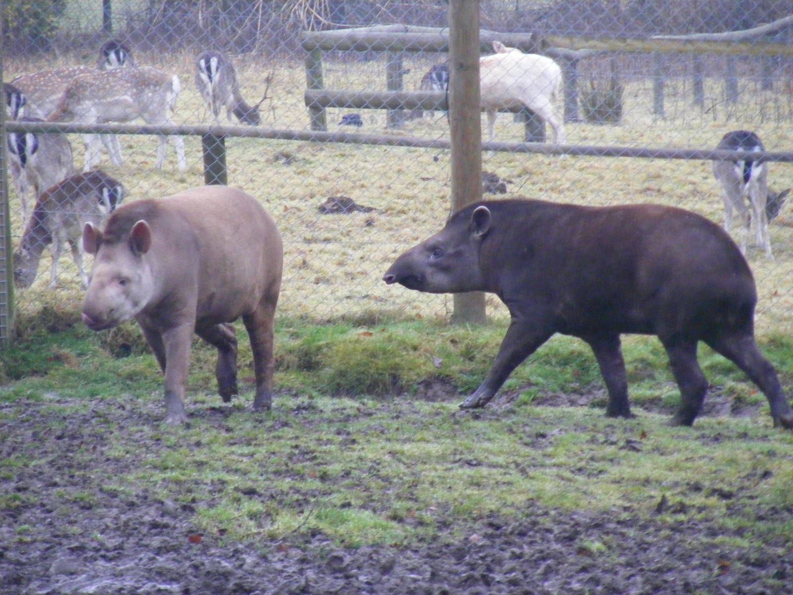 Brazilian tapirs (with fallow deer behind) at Dartmoor Zoo, 30 December 201