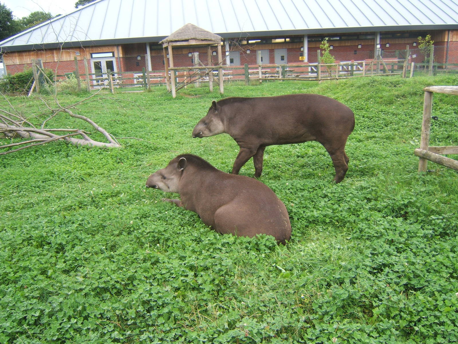 Brazilian Tapirs