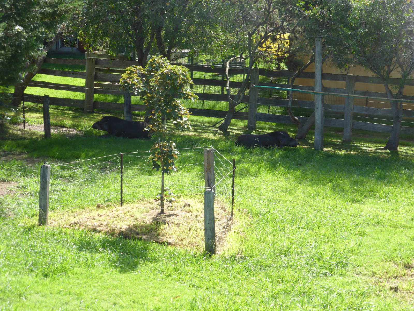Brazilian Tapirs