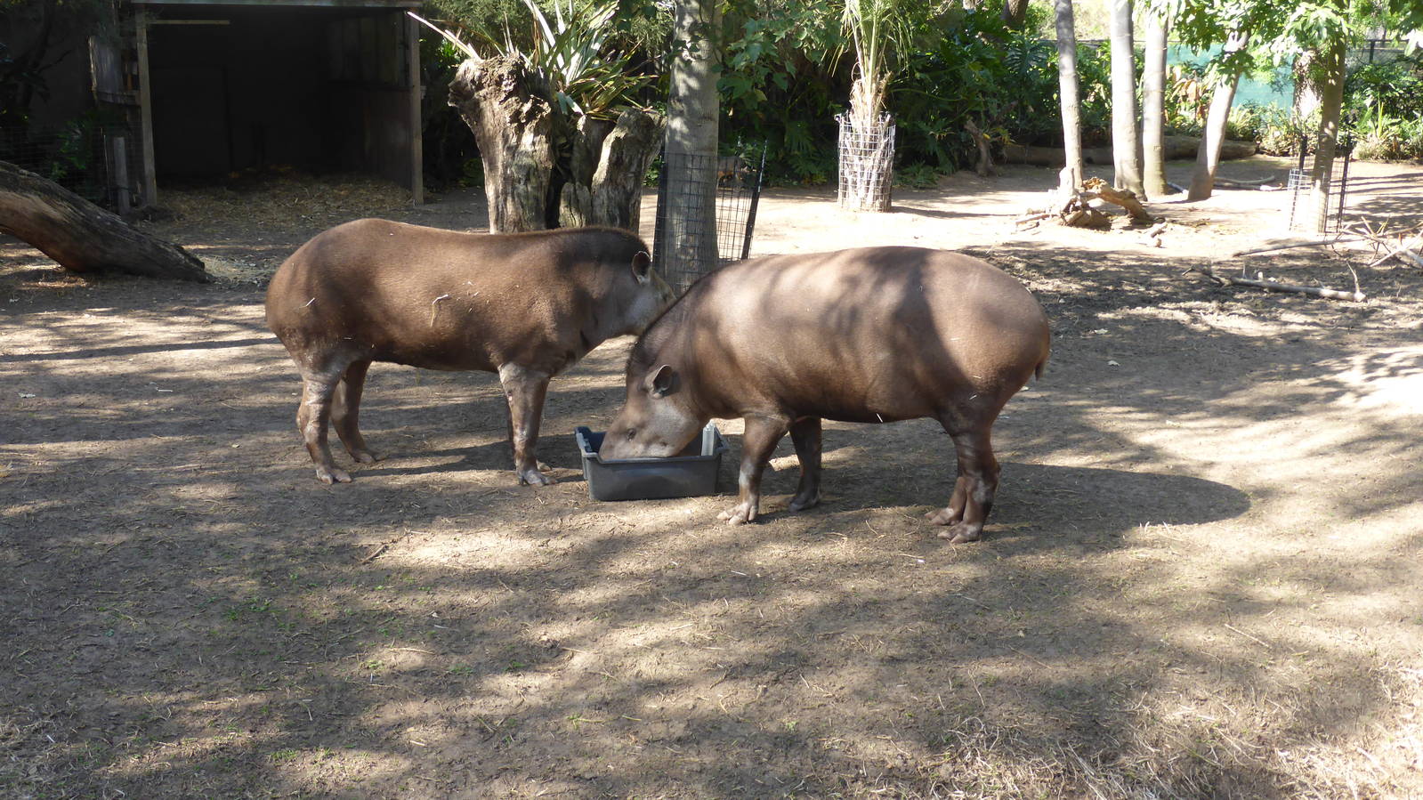 Brazilian Tapirs