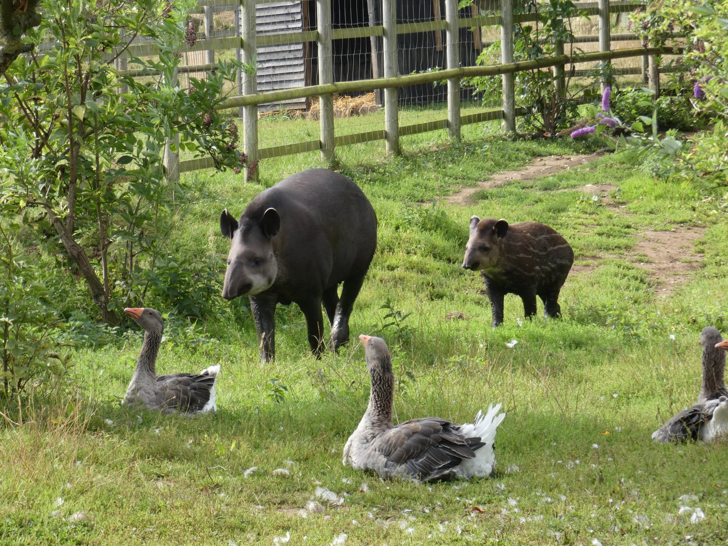 Brazilian tapirs