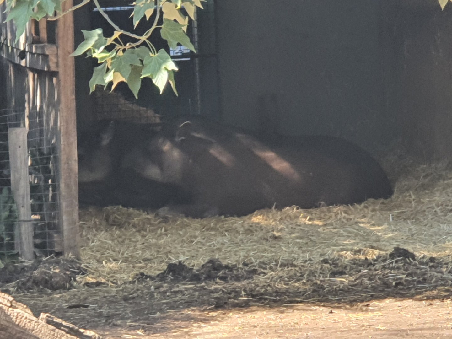 Brazilian tapirs