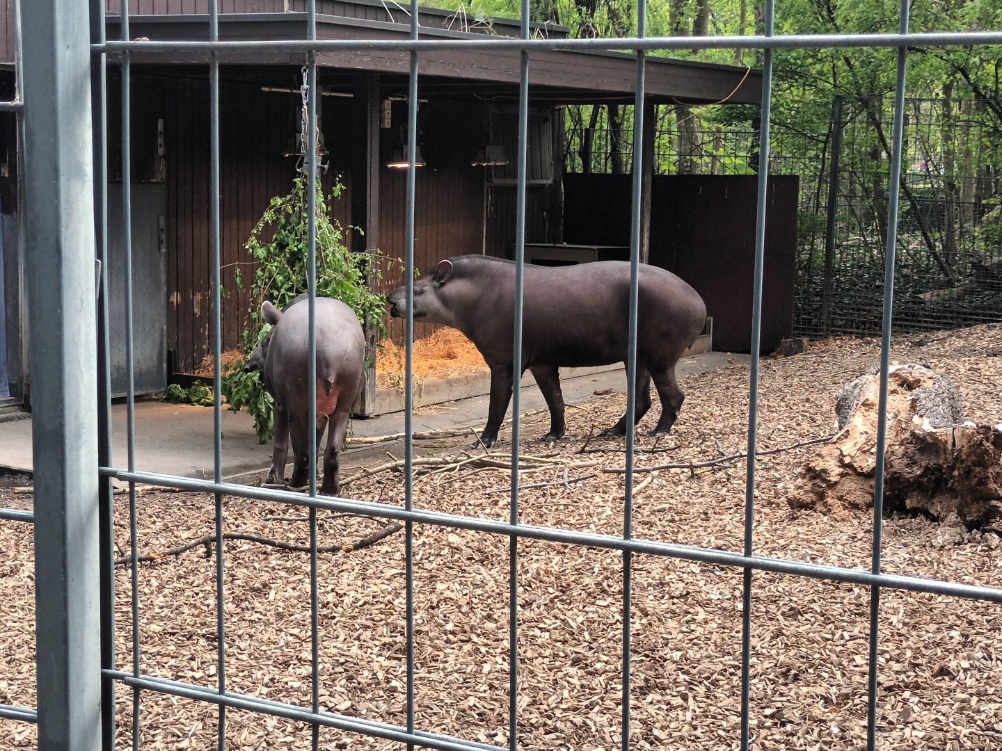 Brazilian Tapirs