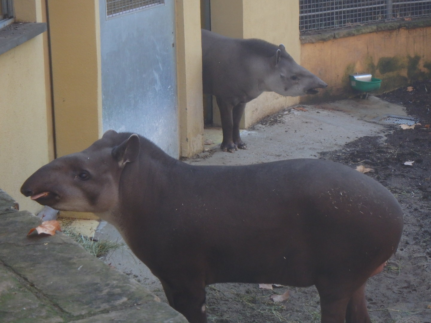 Brazilian tapirs