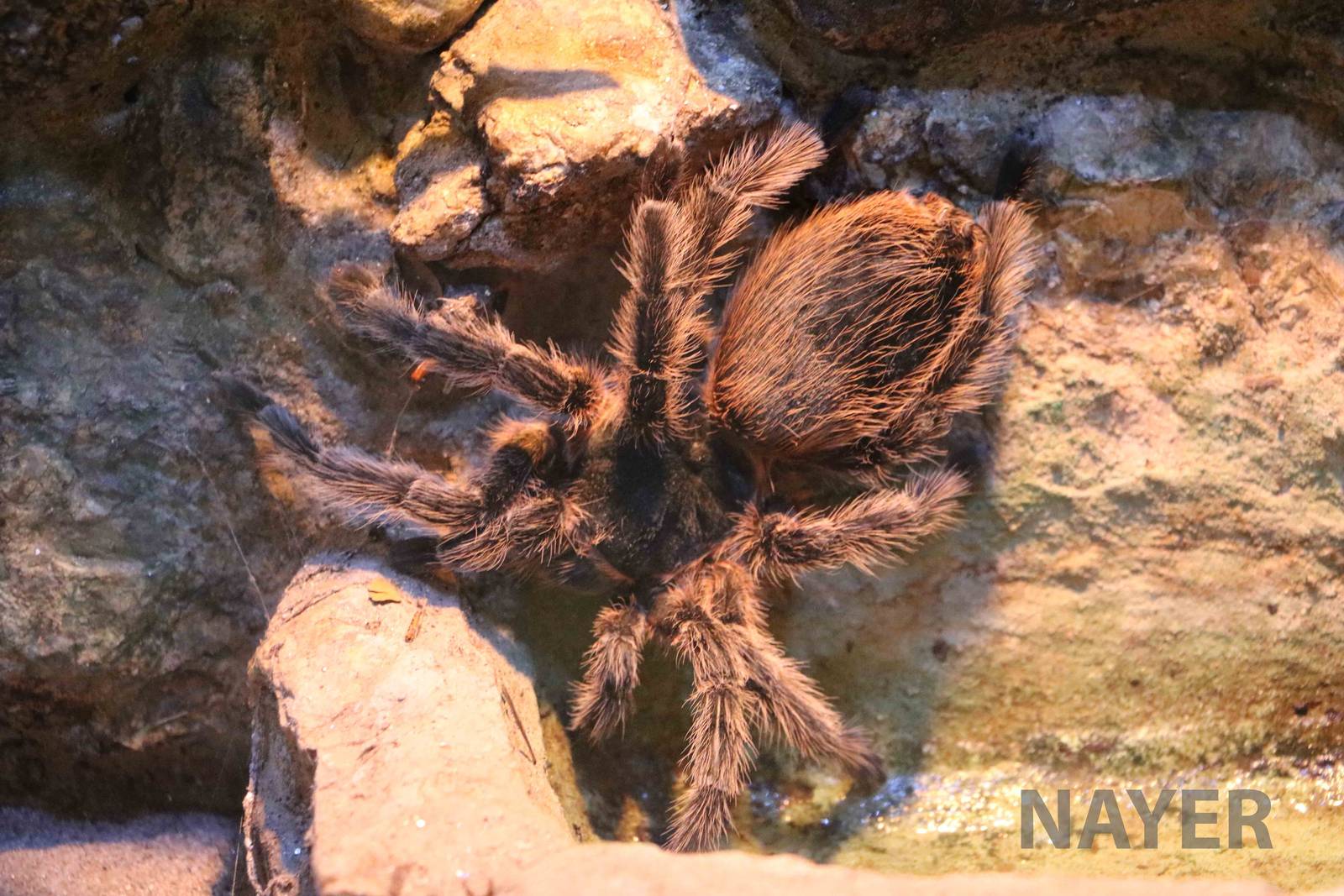 Brazilian tarantula, Serpentario Machaqway - April 2016.