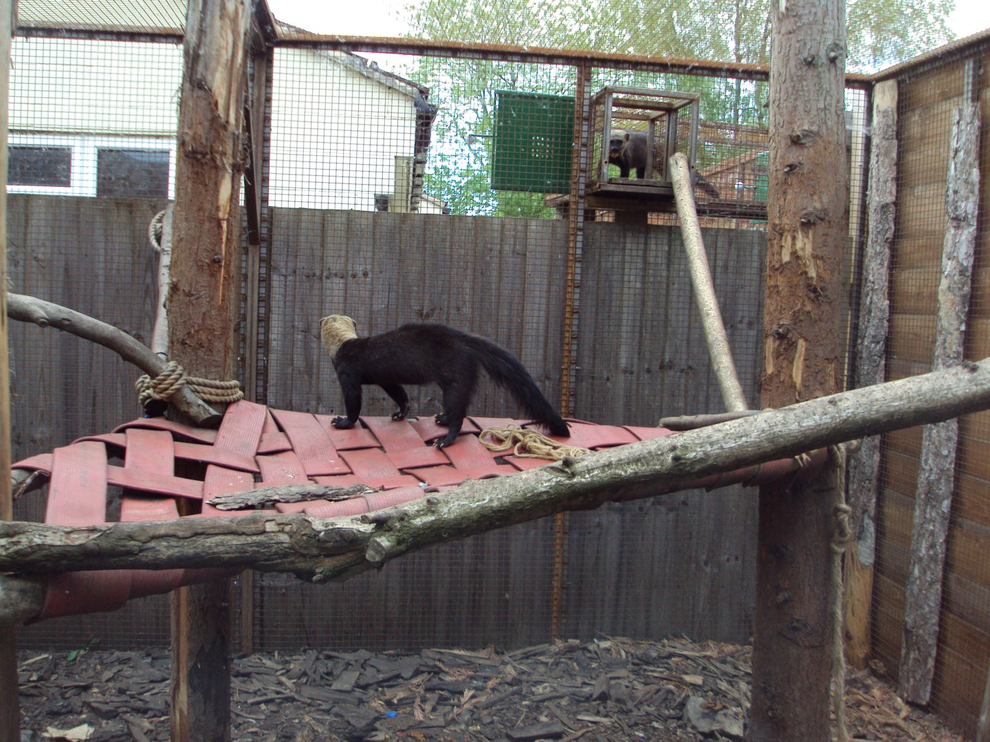 Brazilian Tayra 28/05/2019