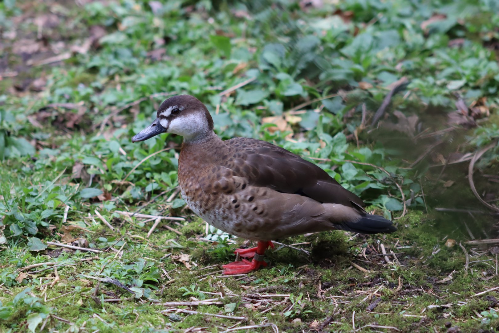 Brazilian Teal - 17 February 2020