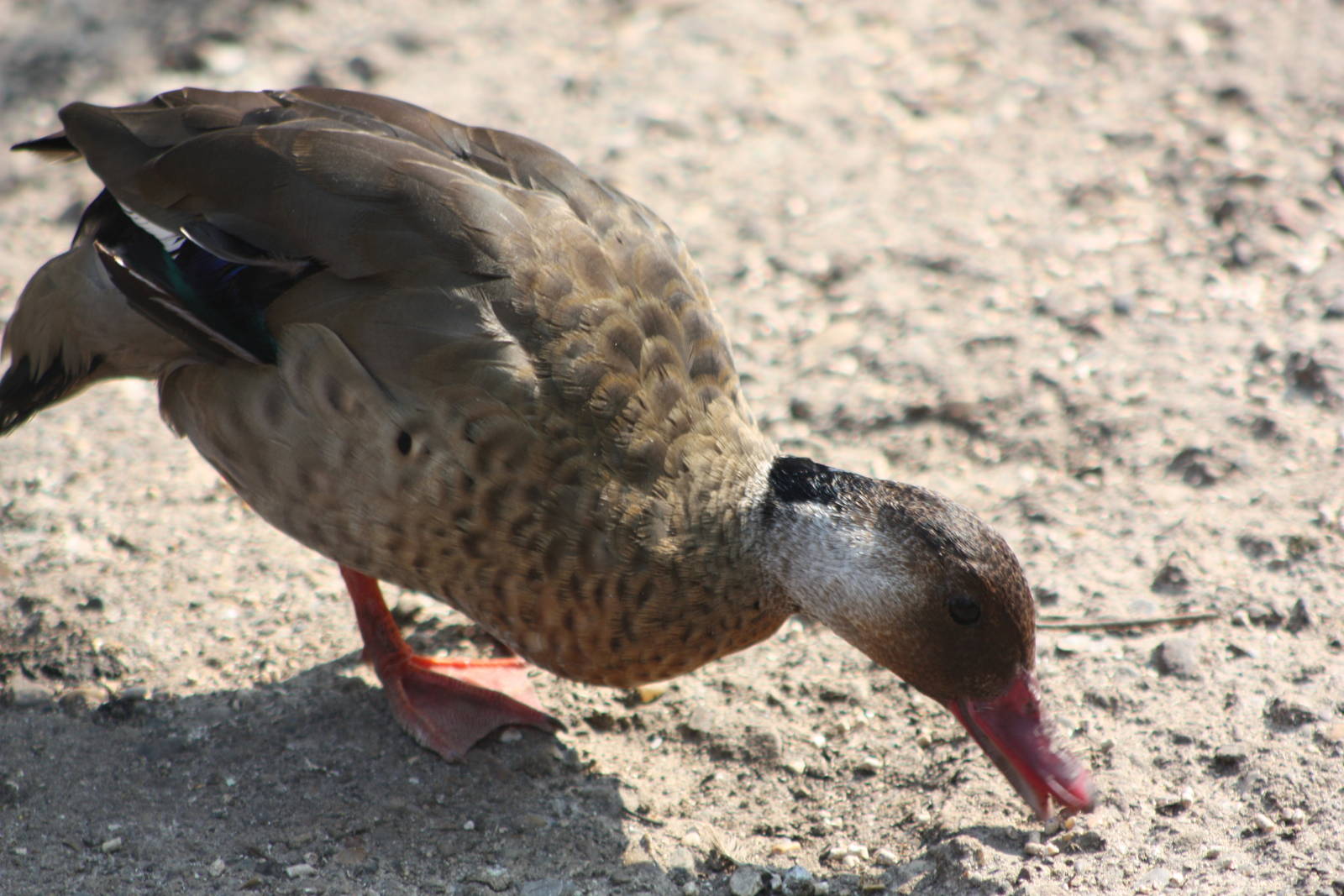 Brazilian Teal, 18th May 2014