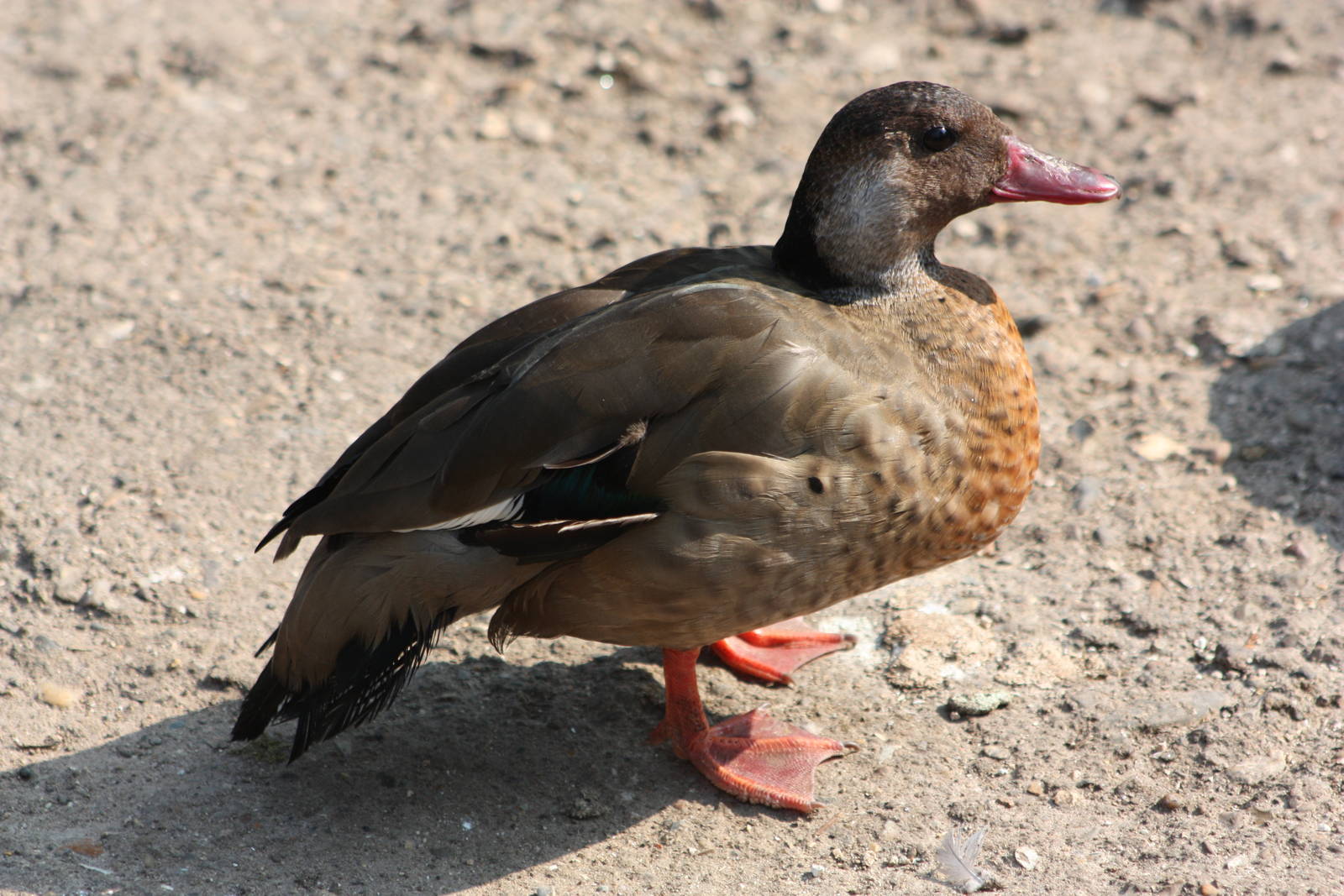Brazilian Teal, 18th May 2014