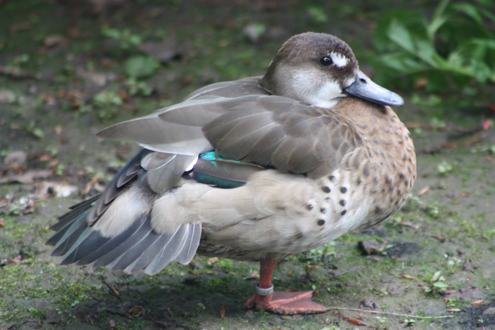 Brazilian Teal, 24th May 2014