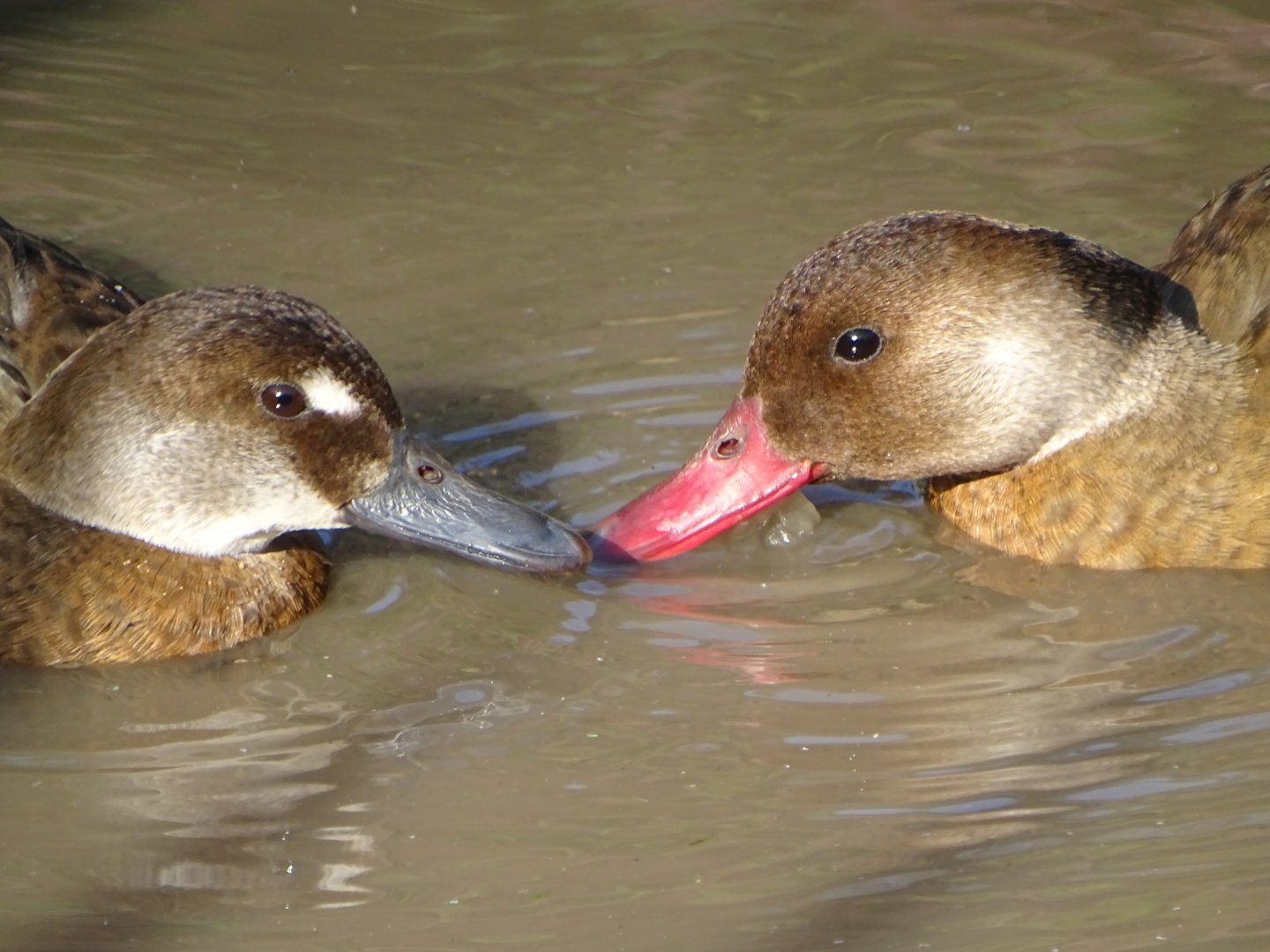 Brazilian Teal, 5th October 2024