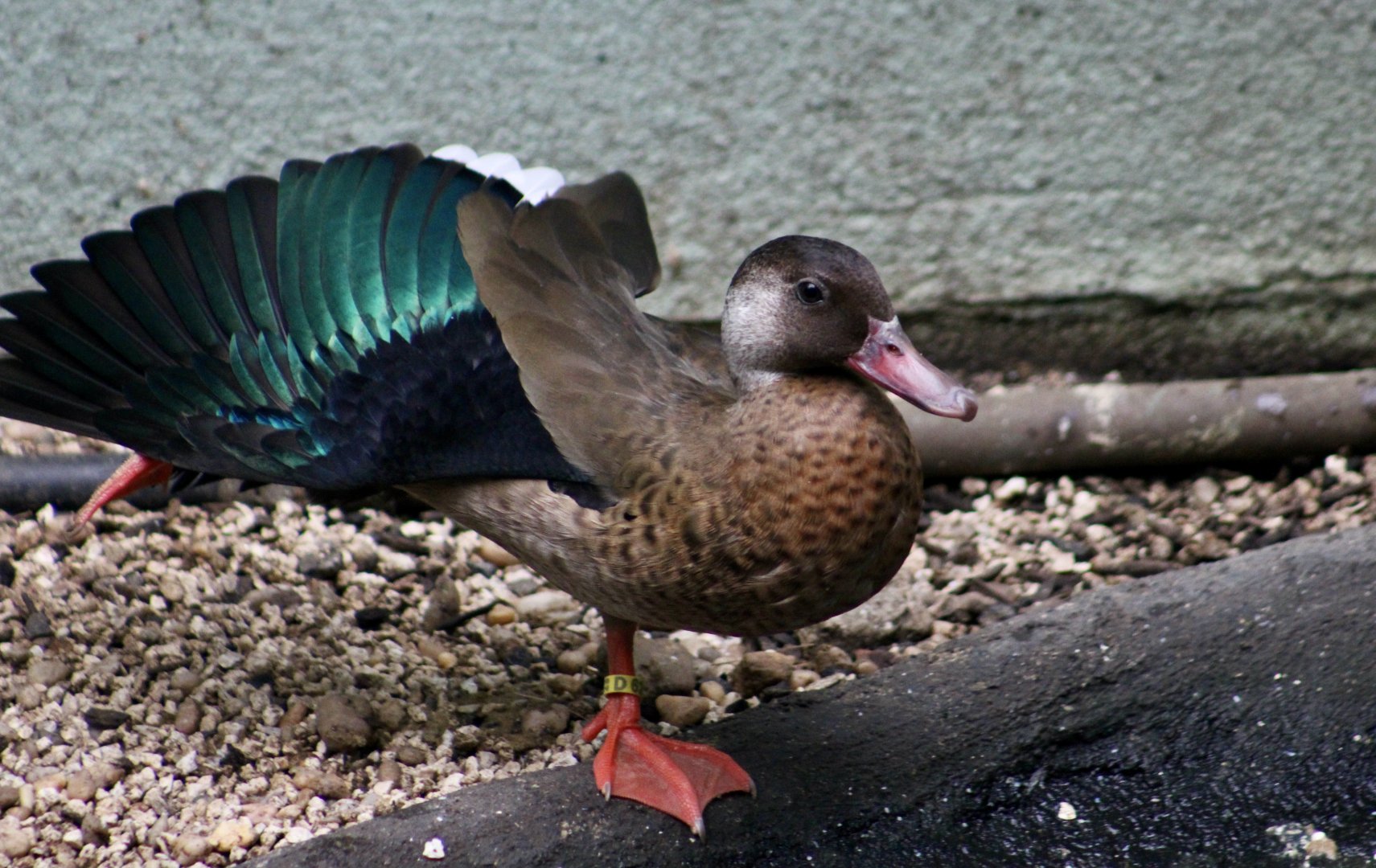 Brazilian Teal (Amazonetta brasiliensis) male wing display