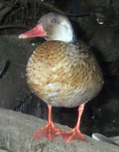 Brazilian Teal (Amazonetta brasiliensis)