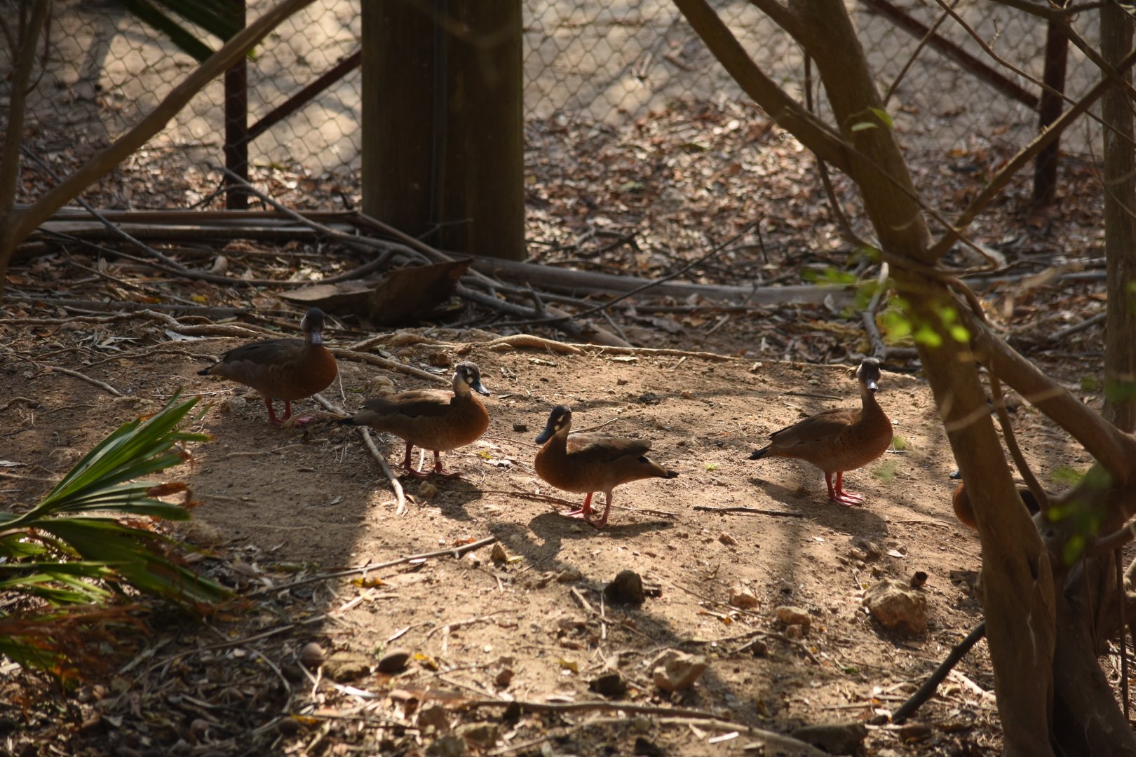Brazilian teal (Amazonetta brasiliensis)
