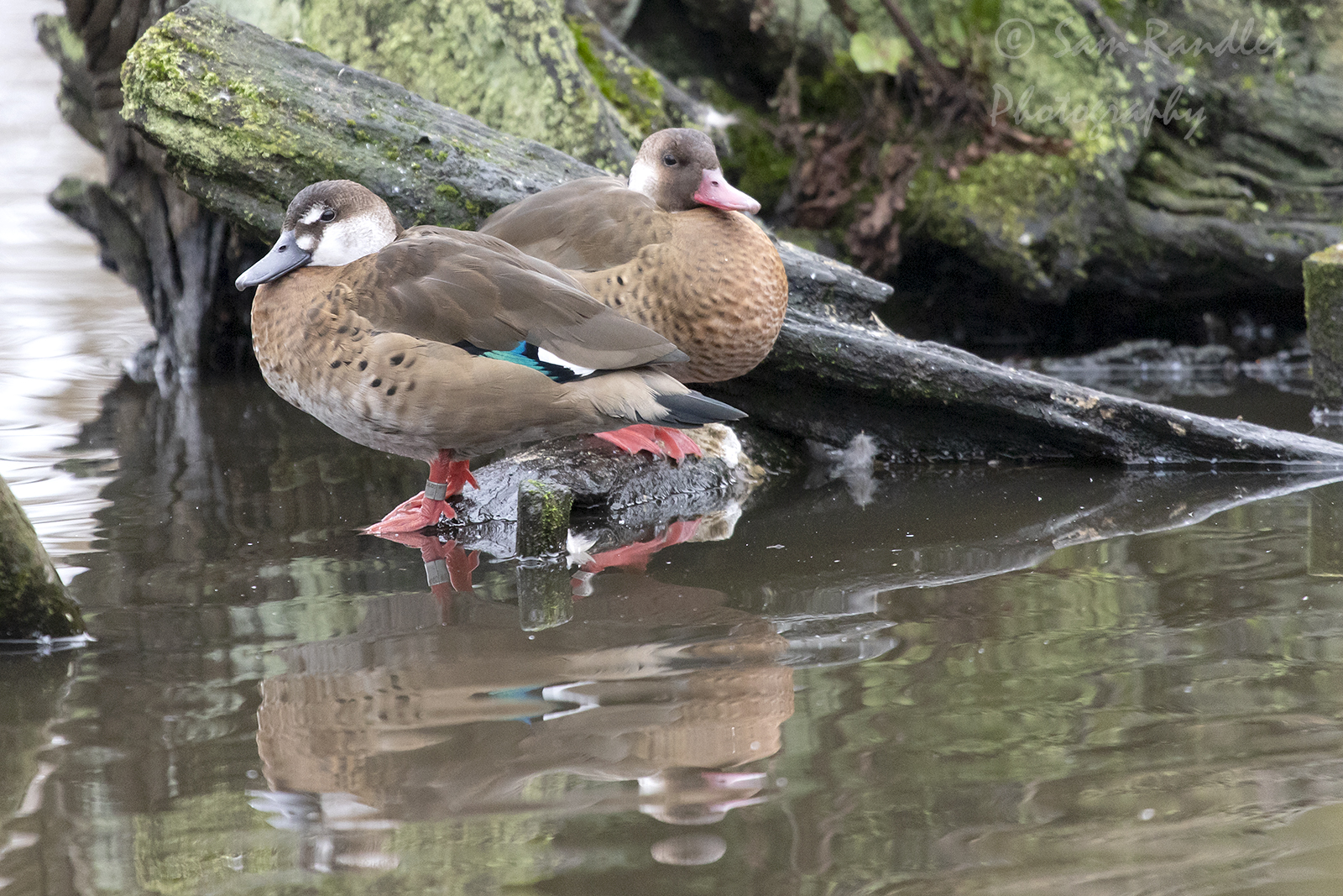 Brazilian teal (Amazonetta brasiliensis)