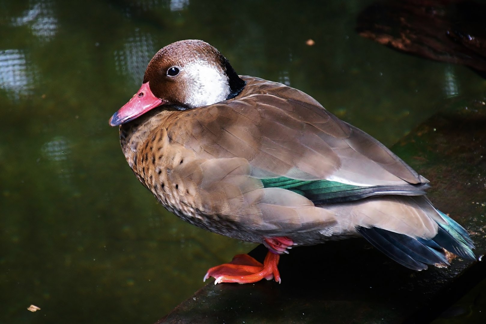 Brazilian Teal (Amazonetta brasiliensis)