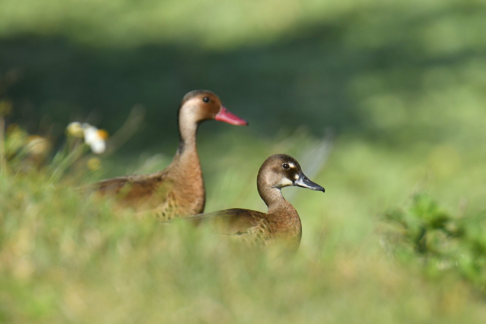 Brazilian Teal Amazonetta brasiliensis