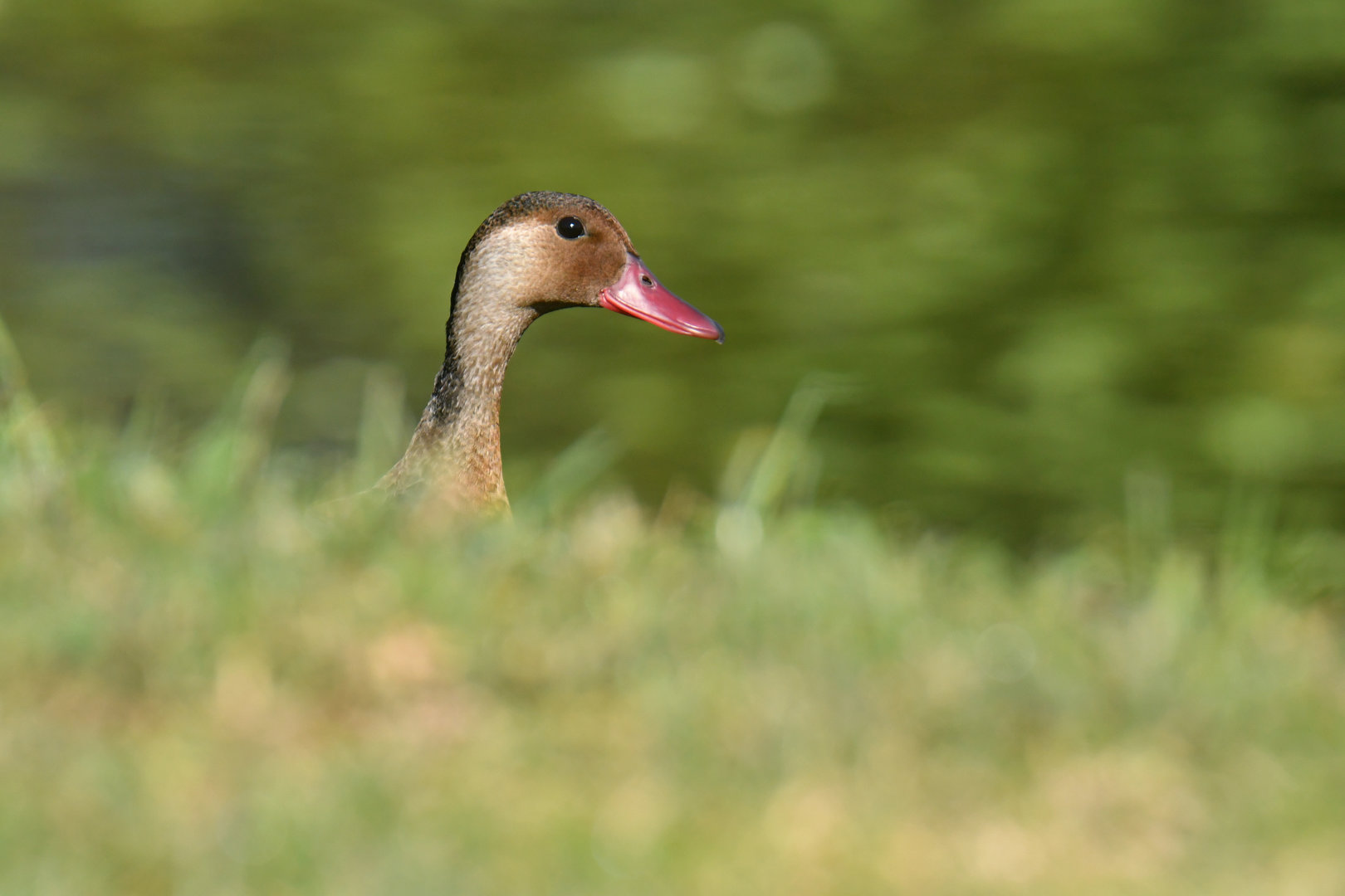 Brazilian Teal Amazonetta brasiliensis