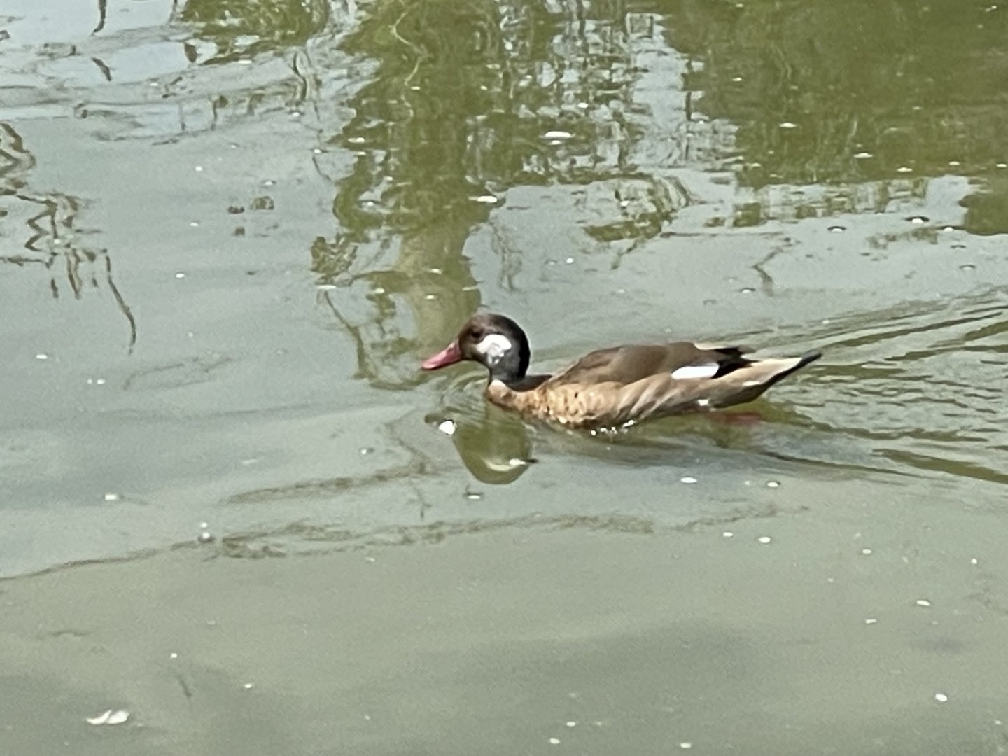 Brazilian Teal (Amazonetta brasiliensis)