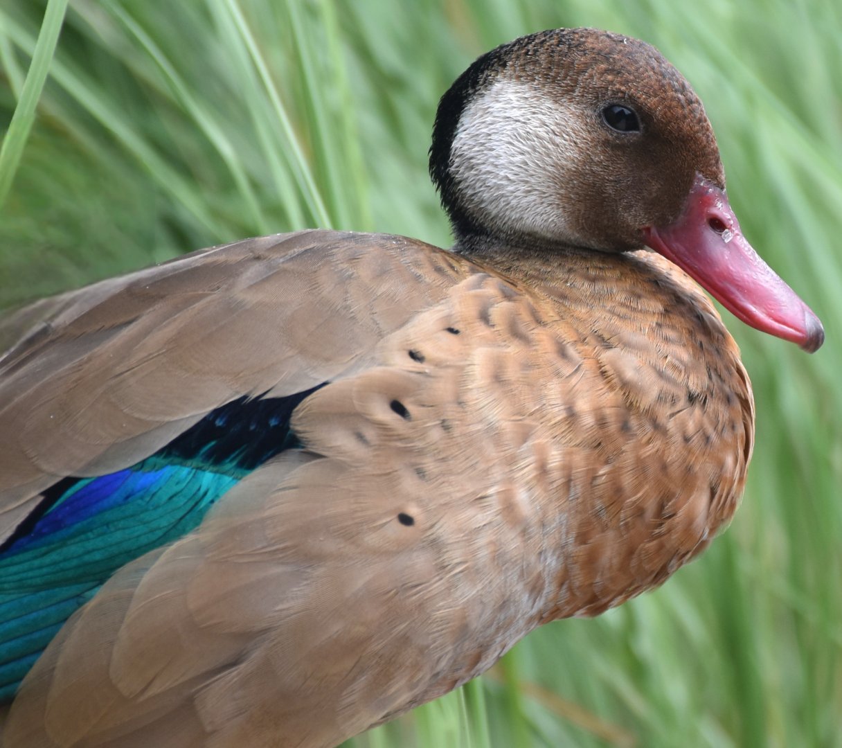Brazilian Teal (Amazonetta brasiliensis)