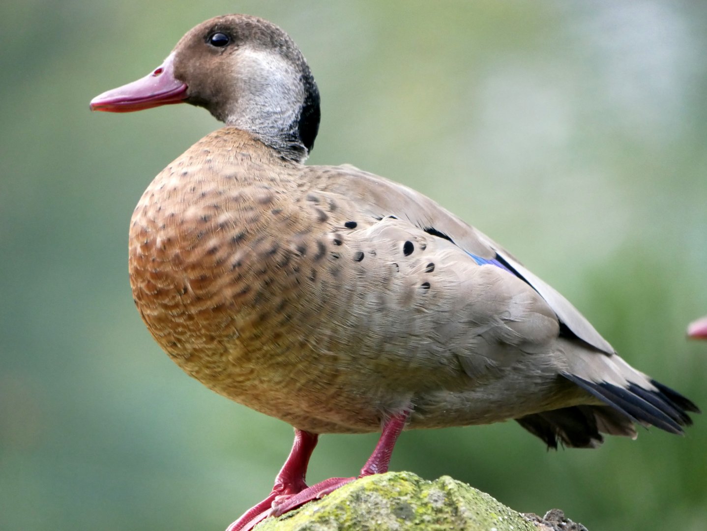 Brazilian teal (Amazonetta brasiliensis)