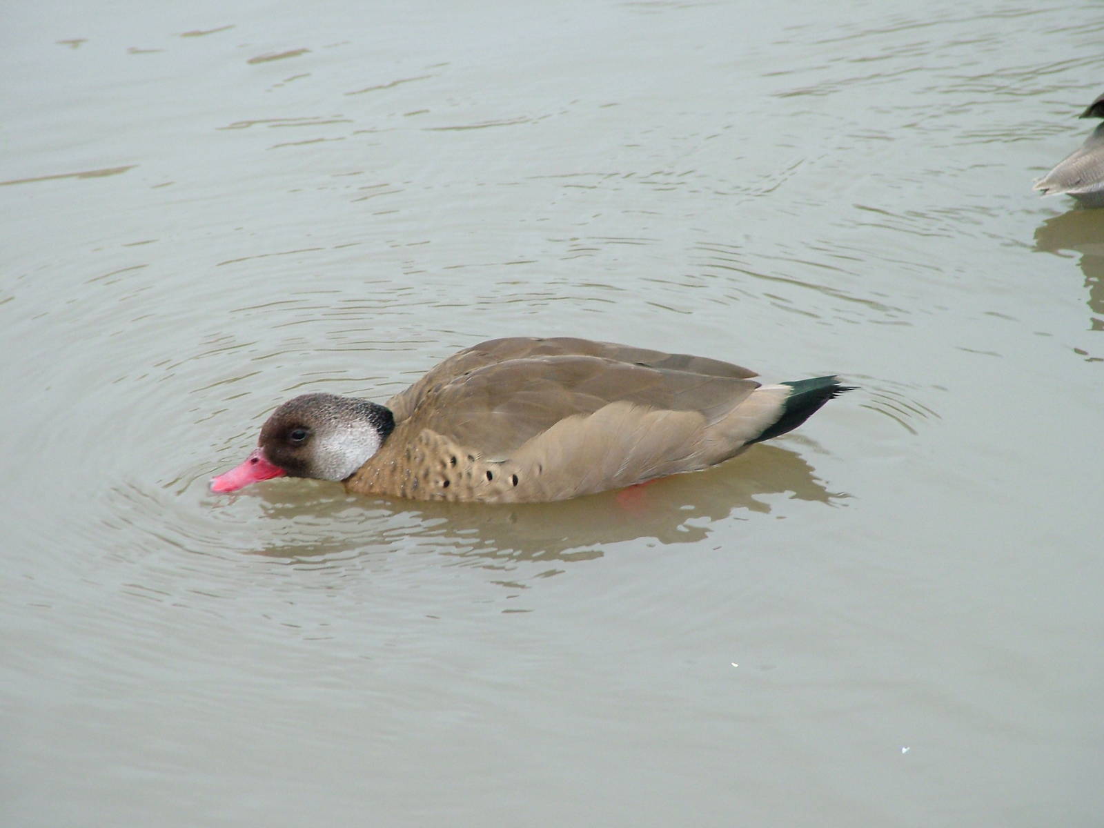 Brazilian Teal at Slimbridge 06/02/10