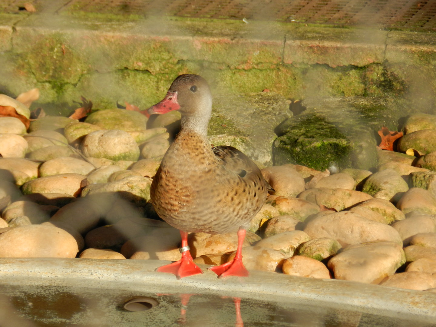 Brazilian teal - Belo Horizonte zoo