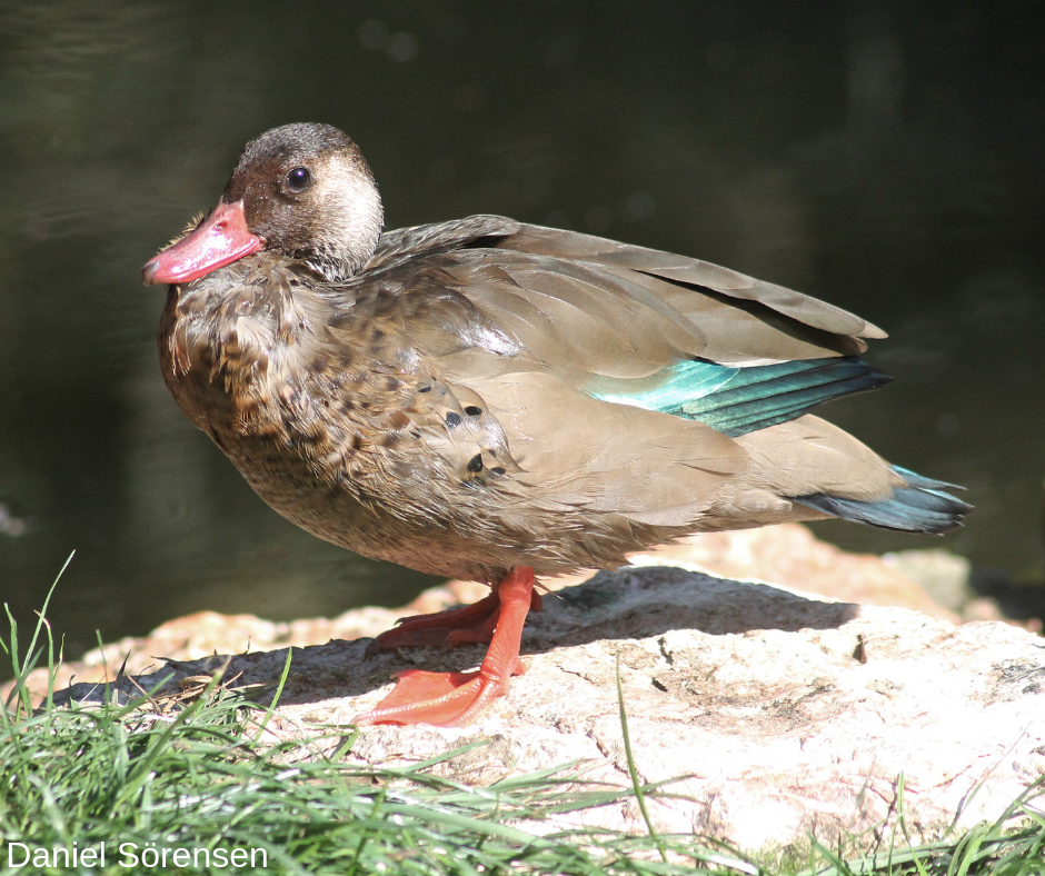 Brazilian teal, male.