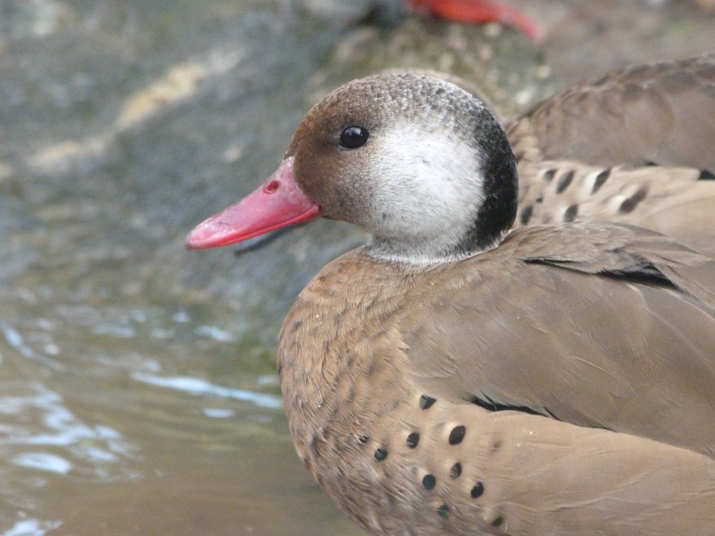 Brazilian teal -Zoo de Santillana del Mar (2024)