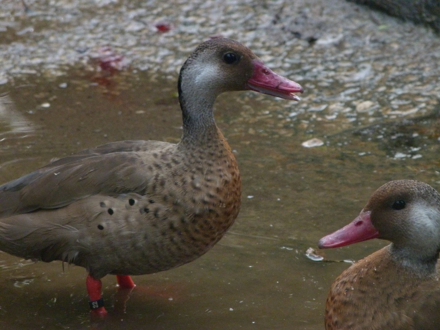 Brazilian teal -Zoo de Santillana del Mar (2024)