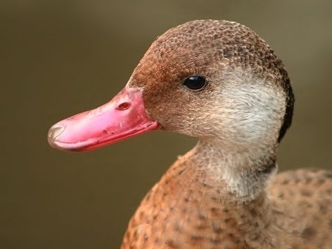 Brazilian Teal
