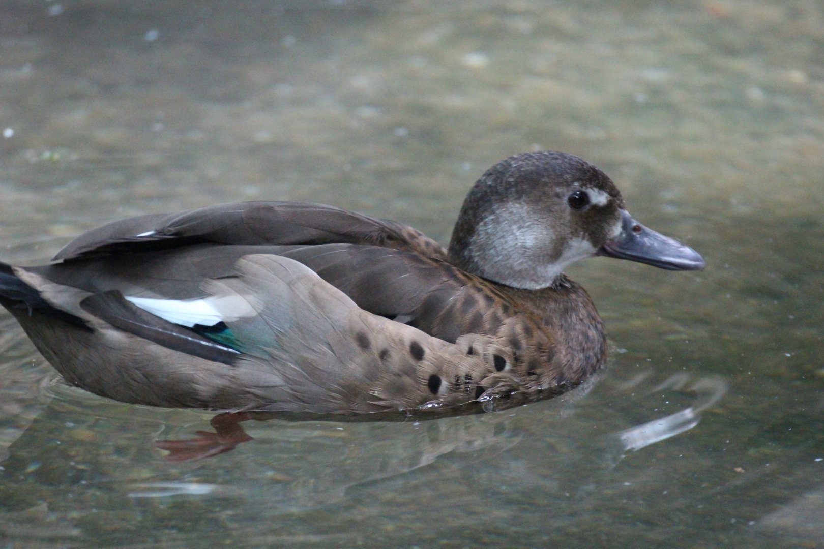 Brazilian Teal