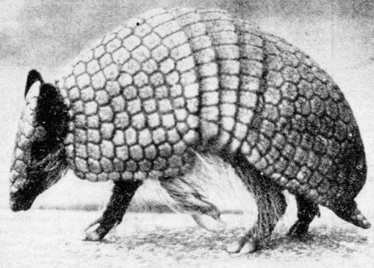 Brazilian Three-banded Armadillo