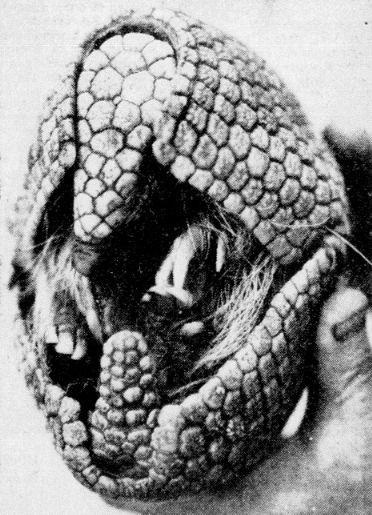 Brazilian Three-banded Armadillo