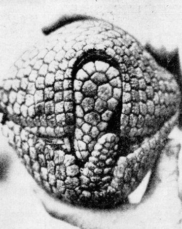 Brazilian Three-banded Armadillo