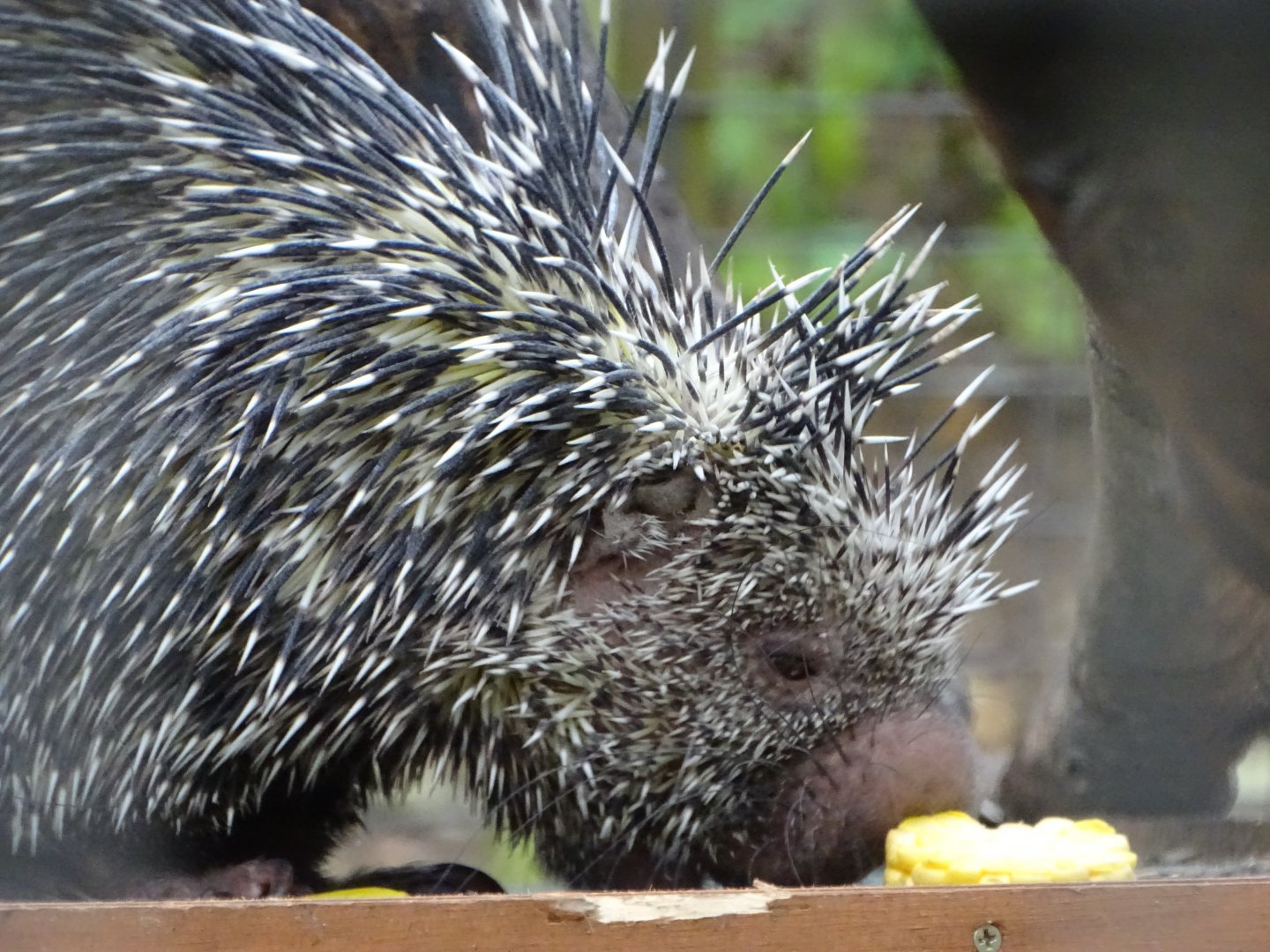 Brazilian Tree Porcupine, 8th October 2025