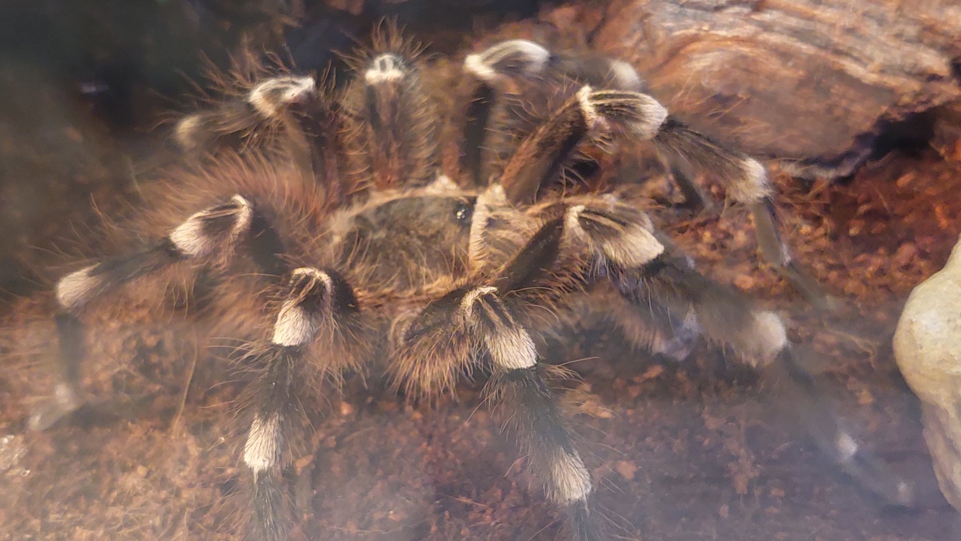 Brazilian white-knee tarantula (Acanthoscurria geniculata)