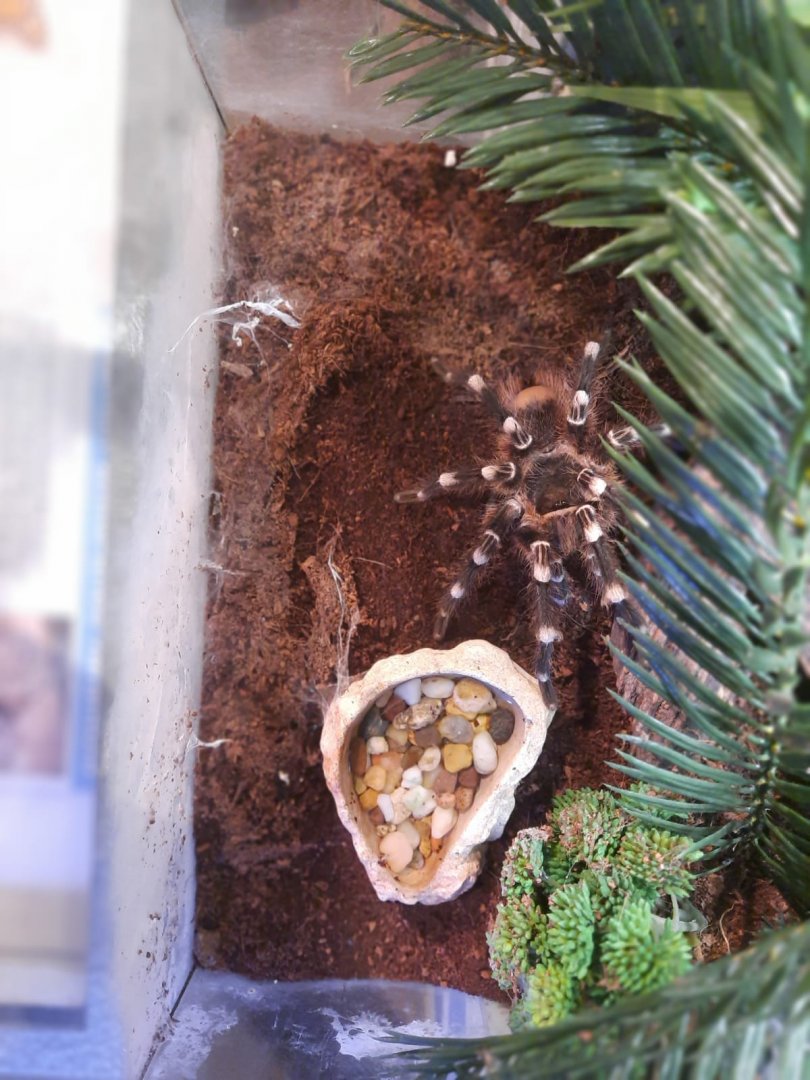 Brazilian white-knee tarantula (Acanthoscurria geniculata)