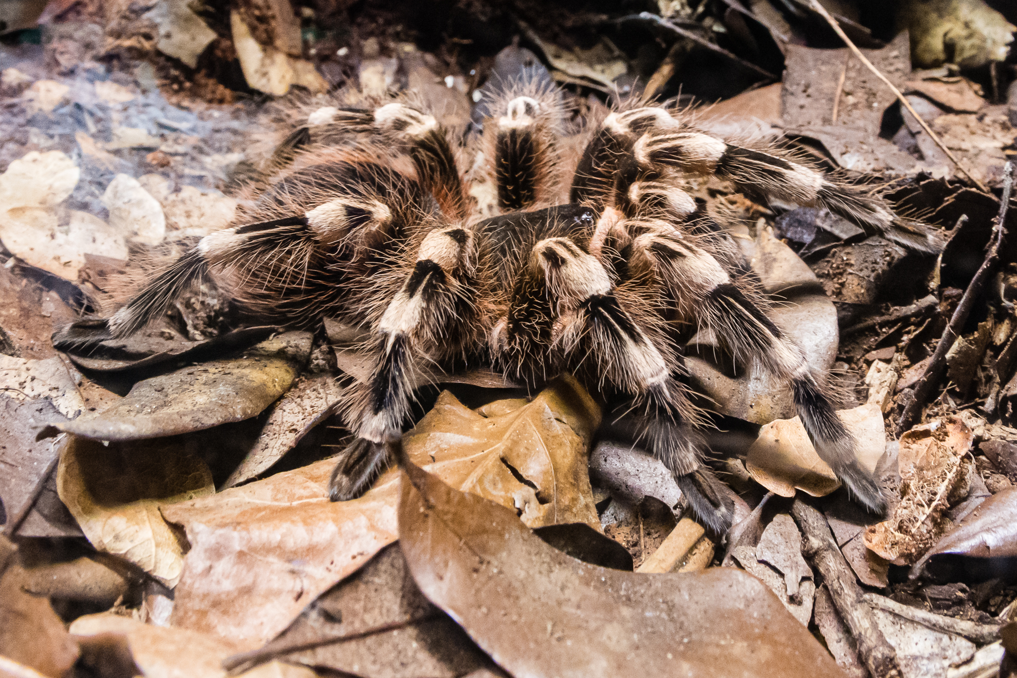 Brazilian White-Knee Tarantula-Spineless Marvels