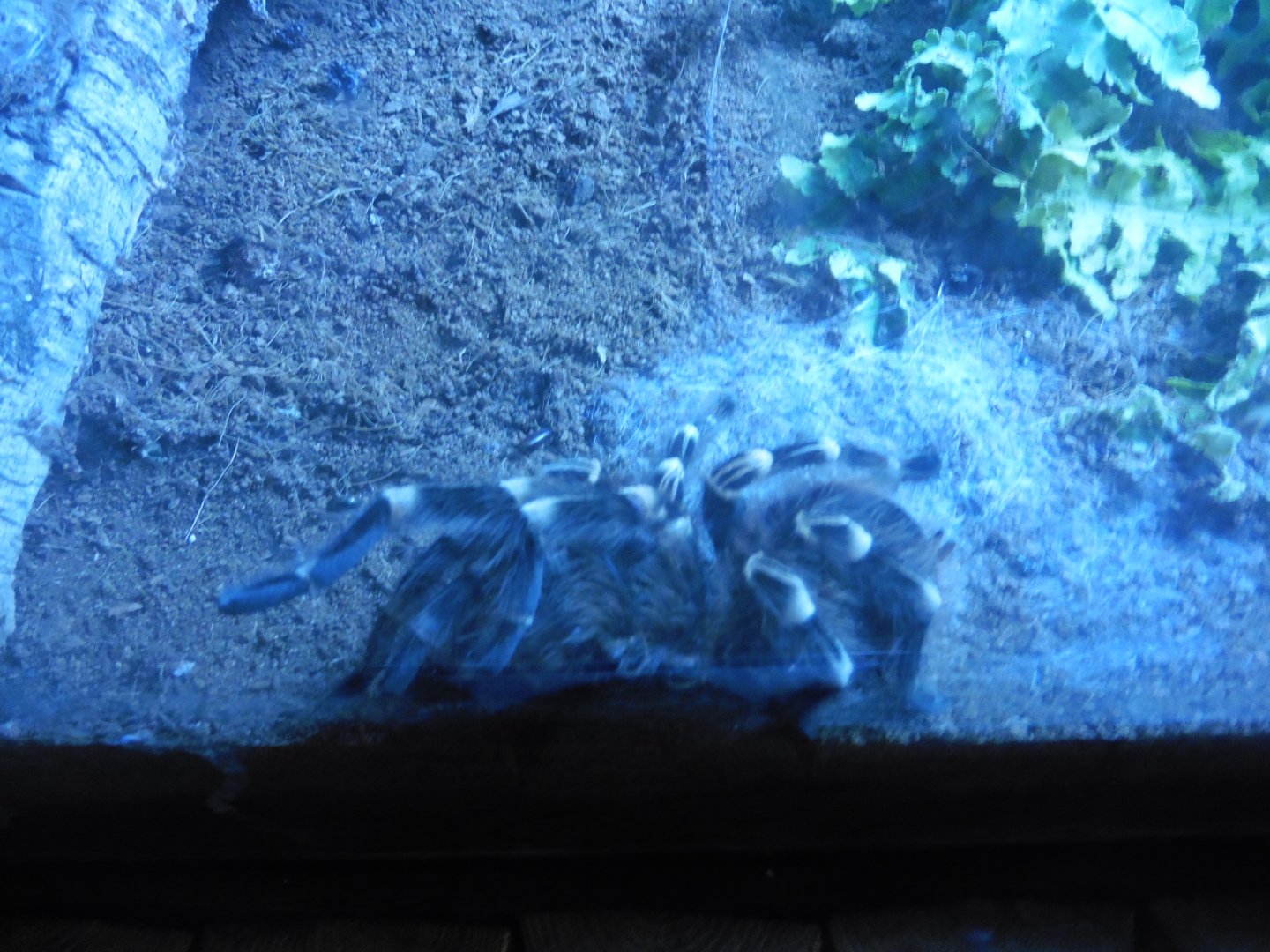 Brazilian White Knee Tarantula