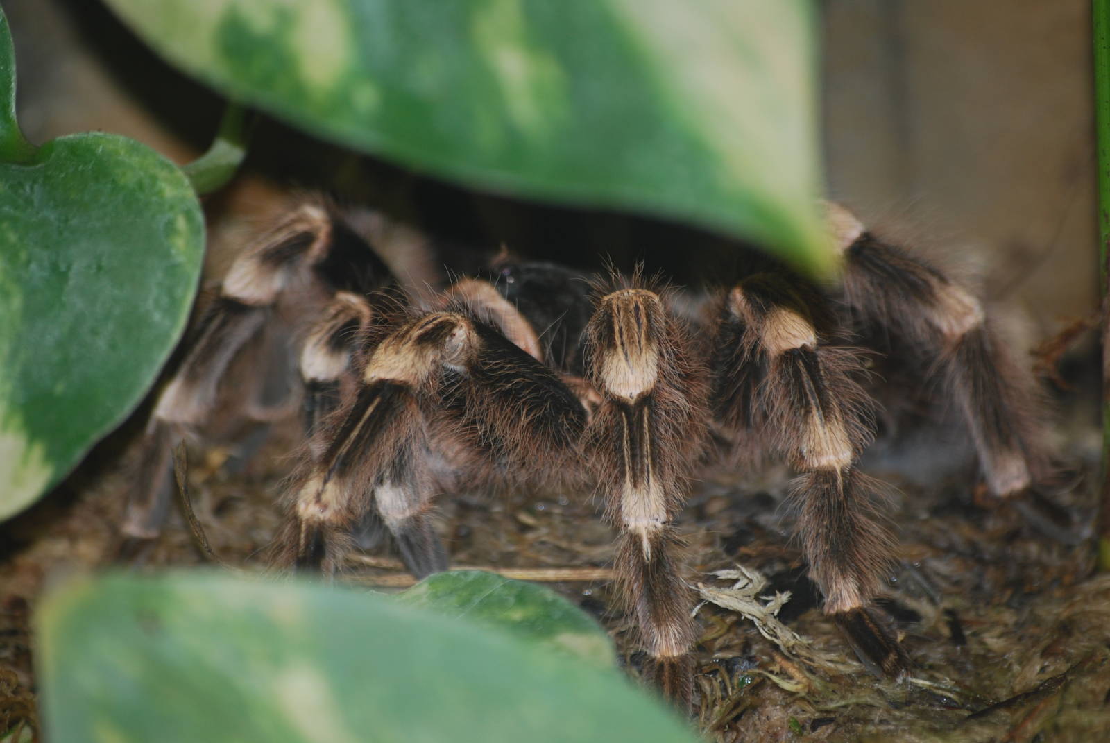 Brazilian white-kneed tarantula
